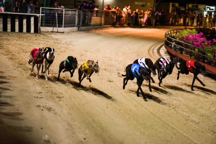 Hướng Dẫn Cách Chơi Game Nhanh Đua Chó Tại Blue88 Thắng Lớn Mỗi Ngày 1 Hướng Dẫn Cách Chơi Game Nhanh Đua Chó Tại Blue88 Thắng Lớn Mỗi Ngày