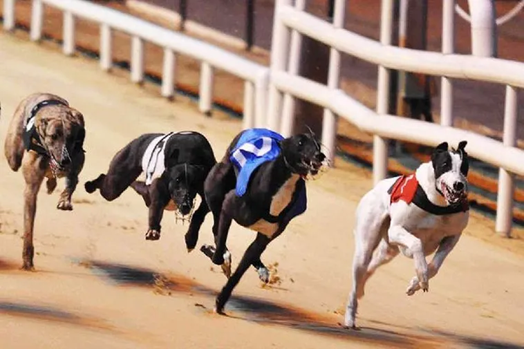 Hướng Dẫn Cách Chơi Game Nhanh Đua Chó Tại Blue88 Thắng Lớn Mỗi Ngày 2 Hướng Dẫn Cách Chơi Game Nhanh Đua Chó Tại Blue88 Thắng Lớn Mỗi Ngày