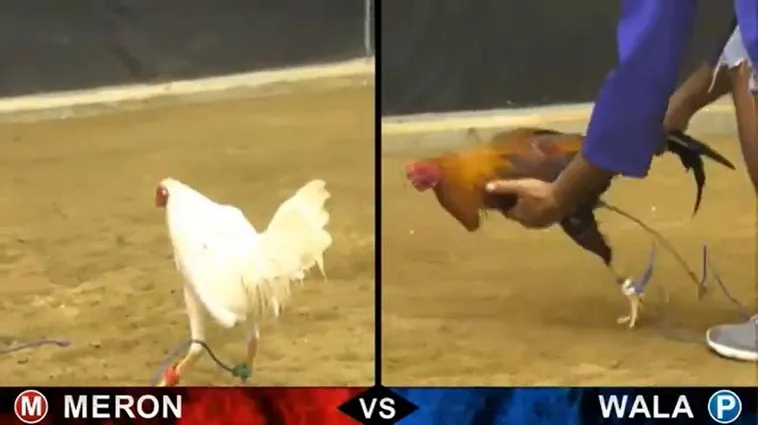 Bật Mí Cách Chơi Đá Gà Sabong Tại Blue88 Thắng Lớn Dễ Dàng